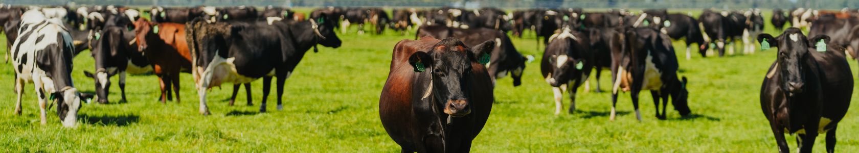 Web banners (1680 x 300 px) - 3